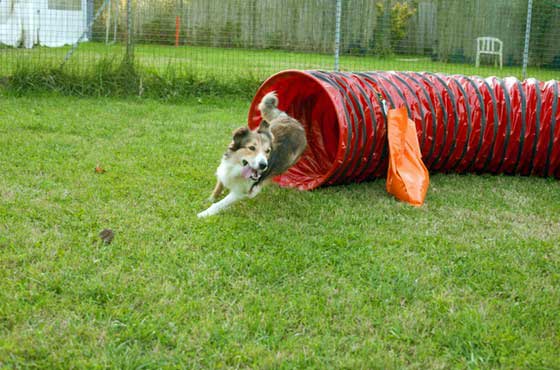 Agility