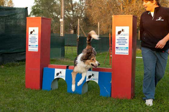 Agility dog