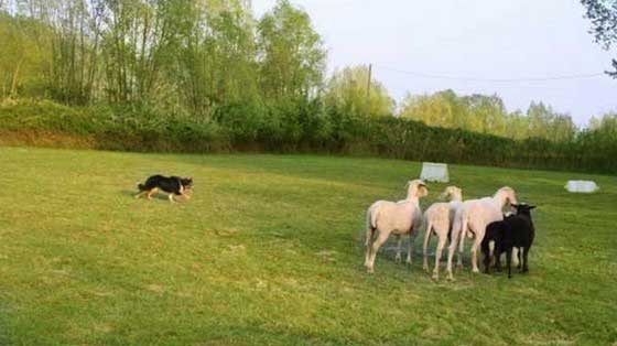 Sheep dog