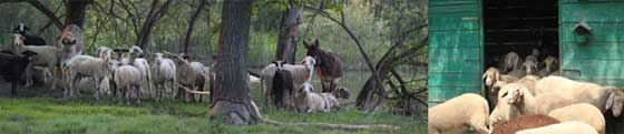 …and THE SHEEP