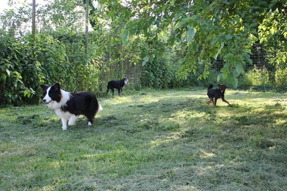 Pensione per cani