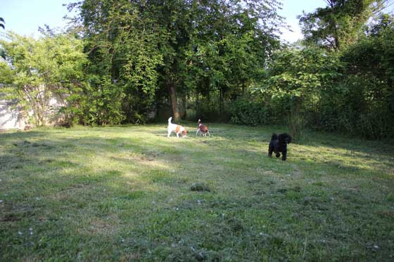 Pensione per cani