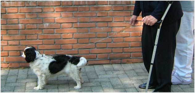 Pet therapy